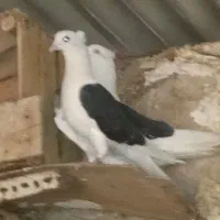 کبوتر