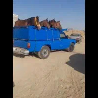 خرید فروش اسب