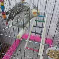 عروس هلندی نربازیگوش