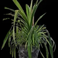 گیاه همیشه سبز با گلدان سفالی|گل و گیاه طبیعی|اصفهان, بهار آزادی|دیوار