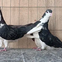 دمگیر دوبهر دوبحر خالدراز خرقه سینه واز زرهی دولا|پرنده|اصفهان, دارک|دیوار