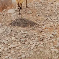 بره|حیوانات مزرعه|تخت, |دیوار