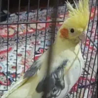 عروس هلندی دوکت خالص زعفرونی دستی