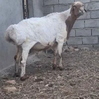 قوچ عربی گوش بور گله ای ۵۹تومن اسفدن