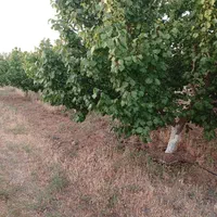 ۵۲۰مترزمین(سندتکبرگ)سهیلیه.زعفرانیه.کردان|فروش زمین و ملک کلنگی|کرج, دهقان ویلا|دیوار