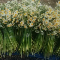 پخش عمده نرگس کازرون