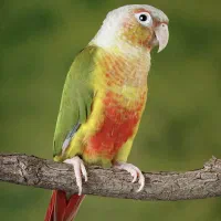 طوطی گرینچیک گم شده