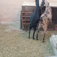 بز آلپاین با دوبزغاله ومورسیا و پاکستانی ابستن|حیوانات مزرعه|ماهان, |دیوار