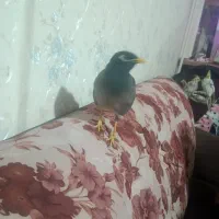 مینا خانگی1ساله|پرنده|فردیس, سرحد آباد|دیوار