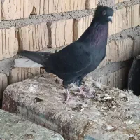 کفتر کله سیاه قیمت واسه جفتی