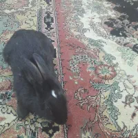 بچه خرگوش ۲۰ روزه و دوتا نر