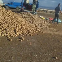 سیب گاوی فندقی دامی|لوازم جانبی حیوانات|قیدار, |دیوار