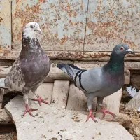 کبوتر پلاکی