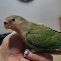 طوطی کوتوله سرلاکی