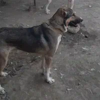 واگذاری نر سگ افغانی7ماهه