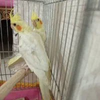 جوجه عروس هلندی|پرنده|فردیس, شهرک شهید حسینی|دیوار