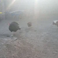 بقلمو ماده