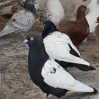 نر سینه سیاه دو کت سفید.نر سینه سرخ خون