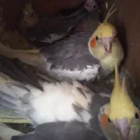 عروس هلندی به شرط