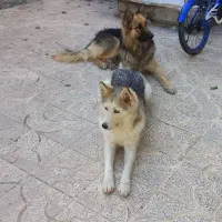 سگ ژرمن شیپر و هاسکی