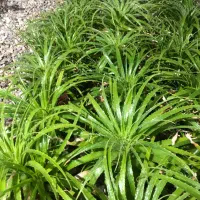 گل ارزون|گل و گیاه طبیعی|شهریار, شهریار|دیوار