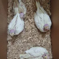 جوجه عروس هلندی...