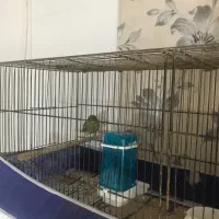 قناری گلستر