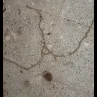 شرکت سم پاشی و موریانه زدایی(آسایش) با مجوز رسمی|خدمات نظافت|کوهدشت, |دیوار