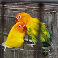 طوطی برزیلی سرلاکی و جوجه دون خور و نروماده|پرنده|ساوه, |دیوار