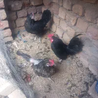 مرغ و خروس|حیوانات مزرعه|ساوه, |دیوار