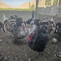 بوقلمون.غاز.برهما|پرنده|شیراز, آزادگان|دیوار