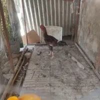 مرغ خروس