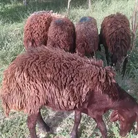 ۶راس بره ماده قزل افشار میش