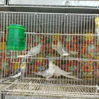 عروس هلندی|پرنده|مشهد, قائم|دیوار