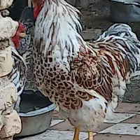 یک عددخروس ویاندوت اورنج درجه یک اصل اصل