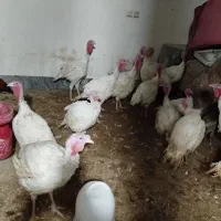 بوقلمون|حیوانات مزرعه|دره شهر, |دیوار