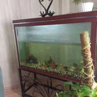 فروش آکواریوم|ماهی|هادی شهر, |دیوار