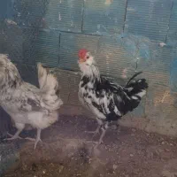 مرغ و خروس گلین ریشی چهلتاج|حیوانات مزرعه|کاکی, |دیوار