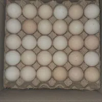 تخم مرغ