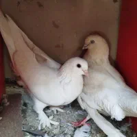 کبوتر|پرنده|مراغه, |دیوار