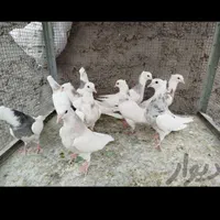 طوقی پاپر|پرنده|اصفهان, ارغوانیه|دیوار