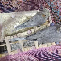فروش عروس هلندی|پرنده|بزینه رود, |دیوار