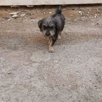 سگ پشمالو(معاوضه و فروش)