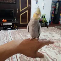 عروس هلندی