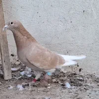 پلاکی رنگ|پرنده|بندر ماهشهر, |دیوار