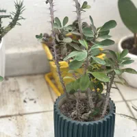 گل طبیعی|گل و گیاه طبیعی|سهند, |دیوار