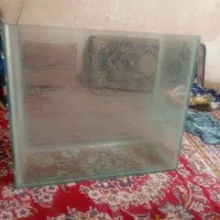 آکواریوم ماهی|ماهی|شیراز, کوشک میدان|دیوار