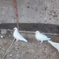 کبوتر