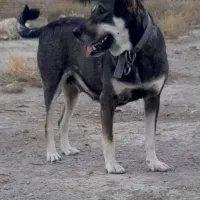 سگ پژدر ماده فی ۸