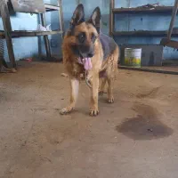 سگ ژرمن ماده